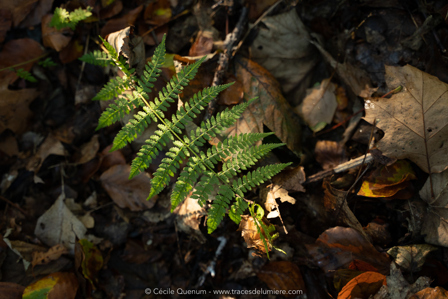 CQM03777-web-copyright-cecile-quenum