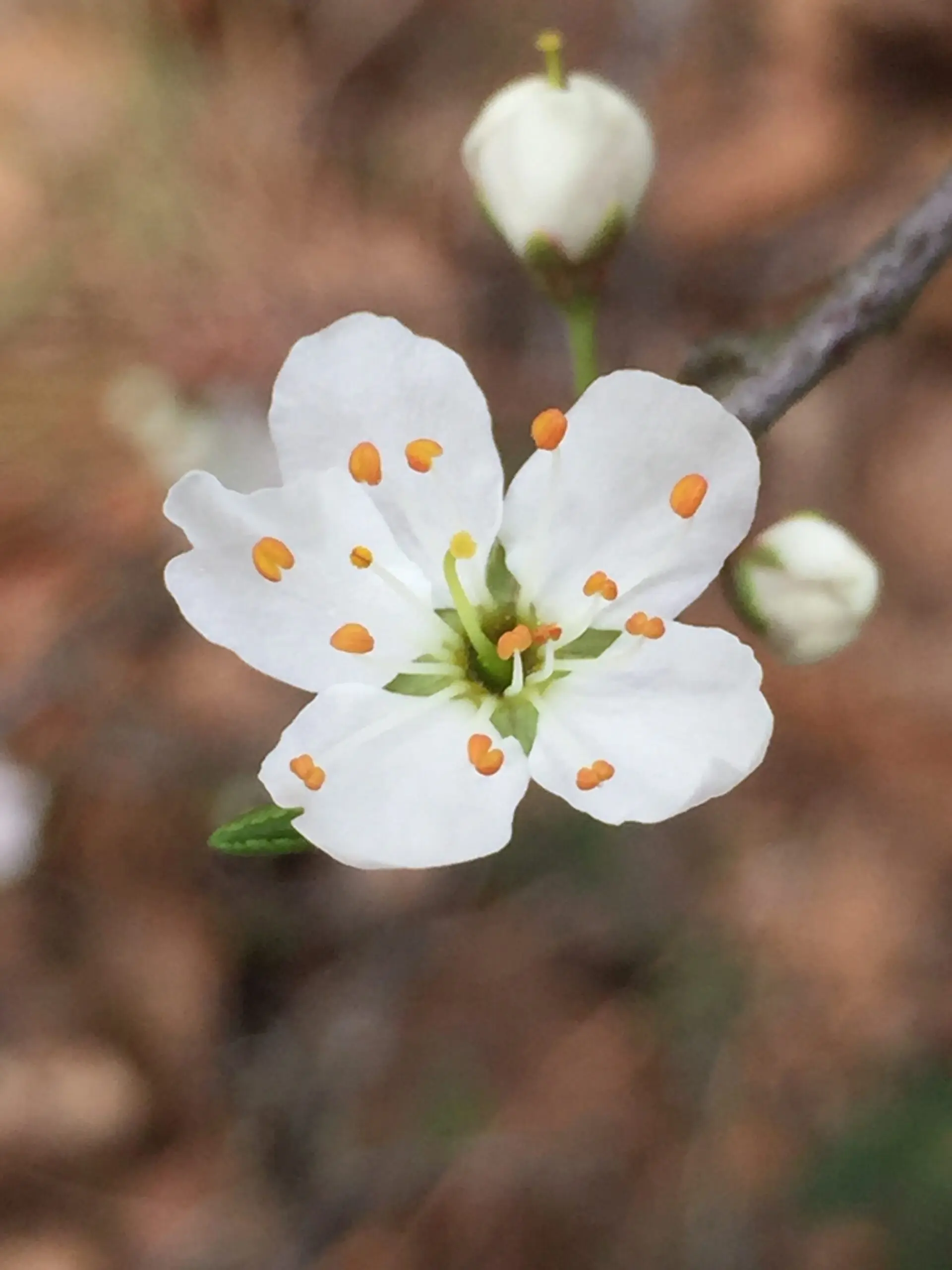 Cherry Plum - Prunus - Fleurs de Bach - Rescue