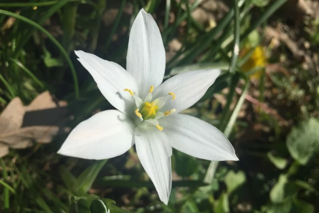 fleurs de bach, rescue, gestion des émotions, gestion de la peur, chagrin, douleur, trouble du sommeil, gestion du stress, peur du changement, anxiété, angoisses, jumeau perdu, famille, ancêtres, paix, gestion de conflits, conflits familiaux, veronique massard, veronique massart, rixensart, constellations familiales, rituels en nature, ecorituels, constellations systhémiques, constellations de projets, alchimiste emotionnelle, harmonie, paix, Rixensart, chagrin, cicatrice, choc émotionnel