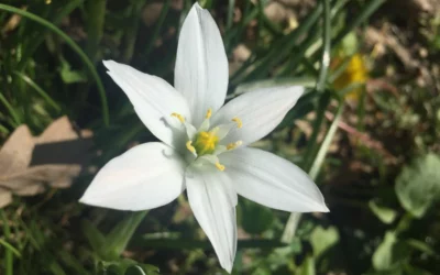 La volonté ne fait pas tout…