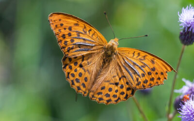 Quand un pouf change toute la perception d&rsquo;une histoire familiale