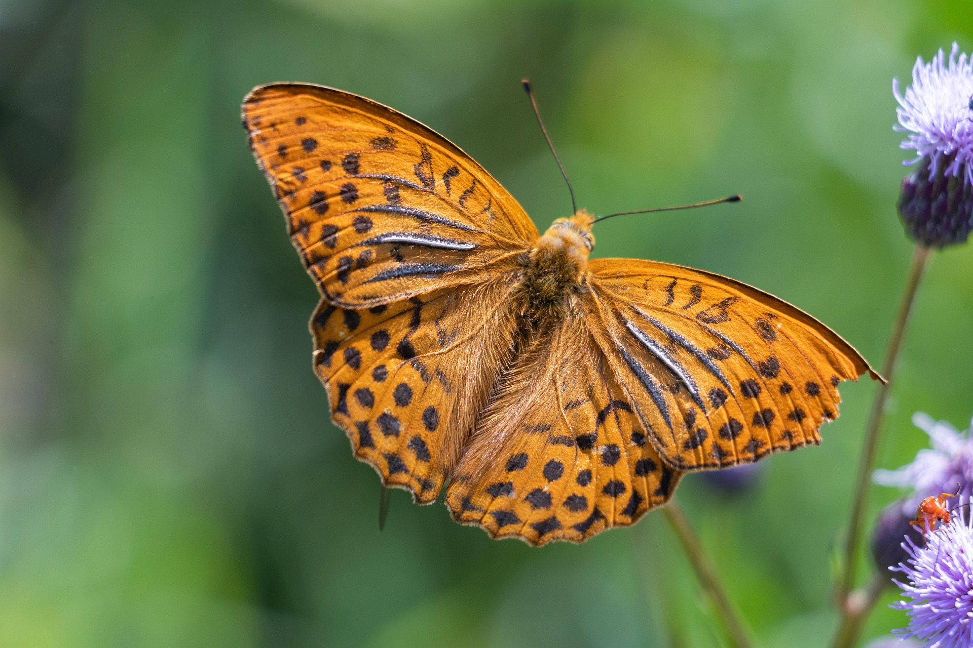 Liberté, légèreté