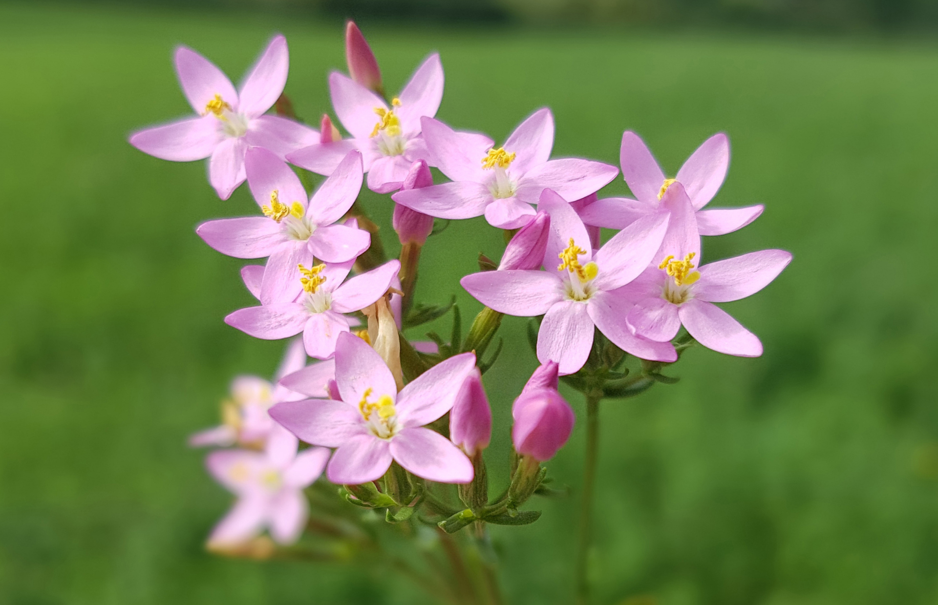 Centaury, fleurs de Bach, limites, souveraineté 