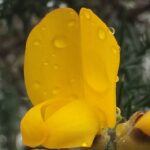 Gorse - fleur de Bach - Ajonc - Découragement