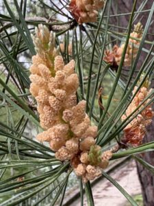 Pine - fleur de Bach - Pin Sylvestre
